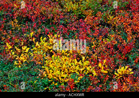 Autumn color pallete in the nature Stock Photo