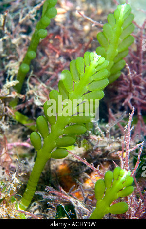 Marine Algae, Caulerpa racemosa Stock Photo