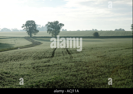 discovery in the early morning views over agricultural land of early wheat crop Stock Photo