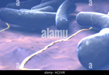 Rod shaped bacteria Stock Photo
