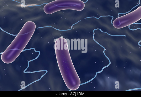 Rod shaped bacteria Stock Photo