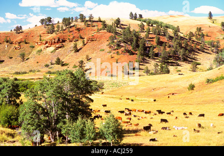Cattle in high pasture on Lonesome Spur ranch Montana USA Stock Photo
