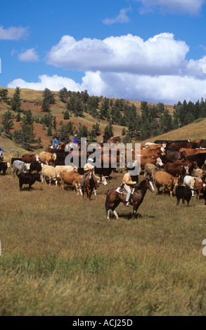 Lonesome Spur ranch Montana cattle round up in the fall with visitors and cowboys Stock Photo