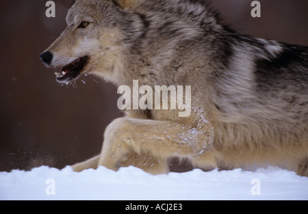 North american timber wolf Canis lupis Stock Photo