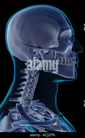 The bones of the head neck and face Stock Photo