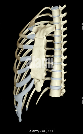 Human Skeleton Manubrium bone Anatomy 3D Illustration Stock Photo - Alamy