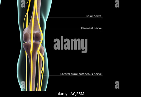 The nerve supply of the knee Stock Photo