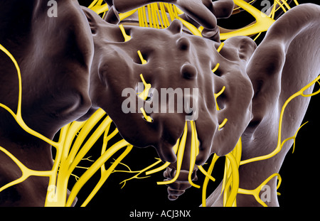 The nerves of the pelvis Stock Photo