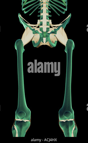 The ligaments of the lower limb Stock Photo