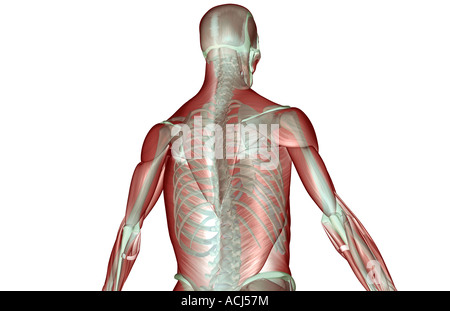 The musculoskeleton of the upper body Stock Photo