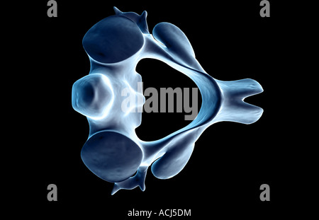 The axis bone Stock Photo - Alamy