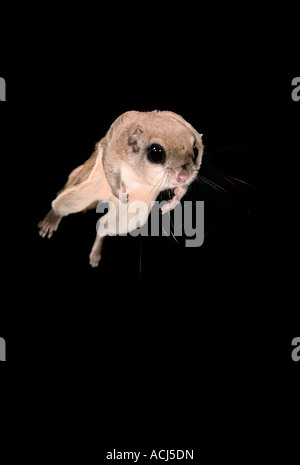 Flying Squirrel (Glaucomys volans) leaping Stock Photo