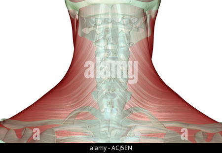 The musculoskeleton of the neck Stock Photo