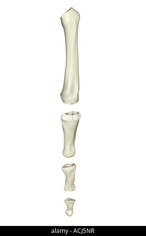 The bones of the foot Stock Photo