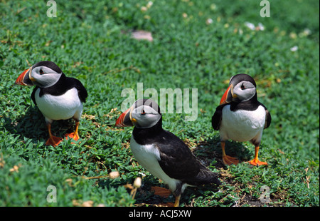 Atlantic puffins (fratercula arctica) on Skellig Michael. Skellig Islands, County Kerry, Ireland. Stock Photo