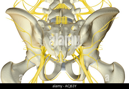 The nerves of the pelvis Stock Photo