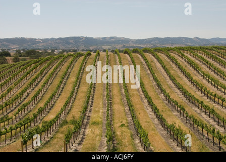 Cabernet grape field at Eberle Winery in Paso Robles, California Stock Photo