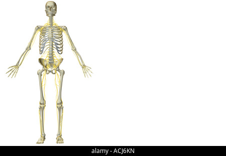 Skeleton and nervous system Stock Photo: 77386316 - Alamy