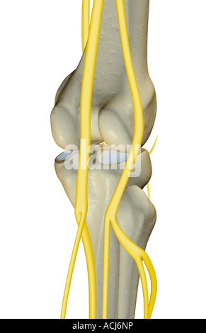 The nerves of the knee Stock Photo, Royalty Free Image: 13175694 - Alamy