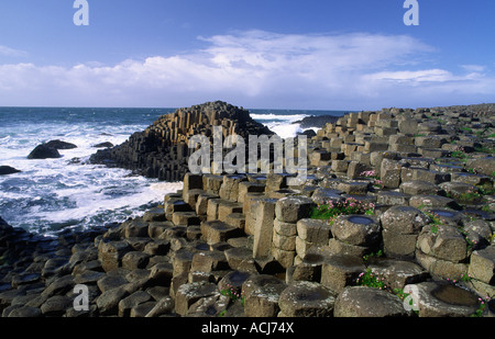 Thrift growing amongst the hexagonal columns of the Giant's Causeway, Co Antrim, Northern Ireland.