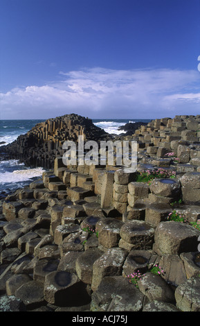 Thrift growing amongst the hexagonal columns of the Giant's Causeway, Co Antrim, Northern Ireland.