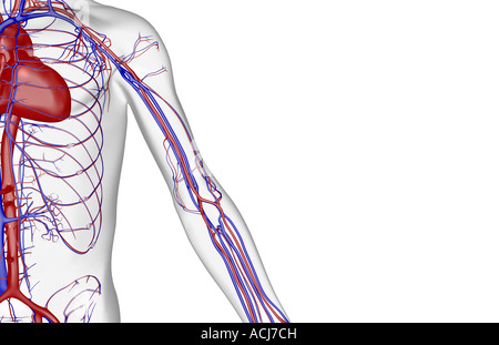 The blood supply of the upper limb Stock Photo