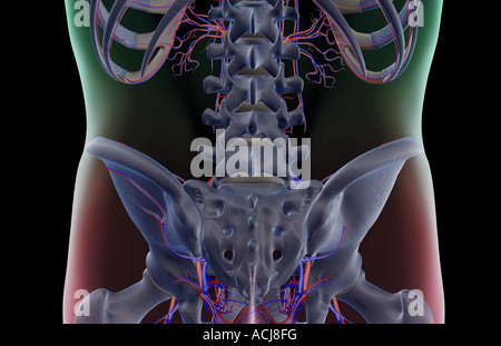 The blood supply of the lower back Stock Photo - Alamy