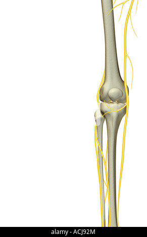 The nerves of the knee Stock Photo: 13213544 - Alamy