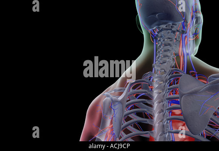 The blood supply of the head and neck Stock Photo