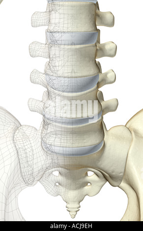 The bones of lumbar vertebrae Stock Photo