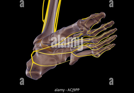 The nerves of the foot Stock Photo - Alamy