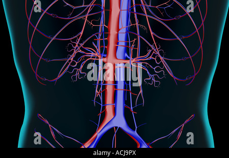 The blood supply of the lower back Stock Photo - Alamy