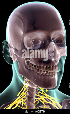 The nerves of the neck Stock Photo