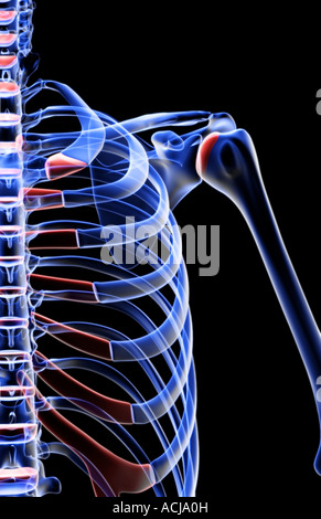 The bones of the shoulder Stock Photo