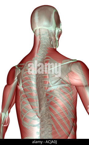 The musculoskeleton of the upper body Stock Photo