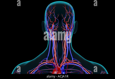 The blood supply of the head and neck Stock Photo