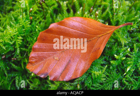 Autumn beech leaf on green moss, Northern Ireland, UK. Stock Photo