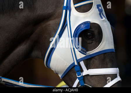 Race Horse Blinders Up-close Stock Photo