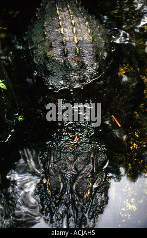 Alligator Up-close Stock Photo