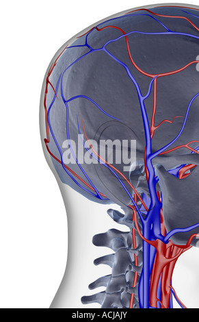 Blood supply of the head and neck Stock Photo - Alamy