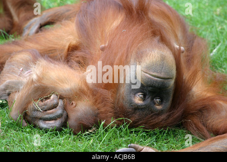 Orangutan mother and baby Motherly love Stock Photo