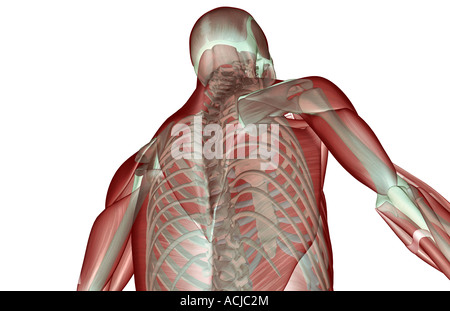 The musculoskeleton of the upper body Stock Photo