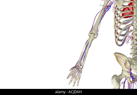 The blood supply of the upper limb Stock Photo