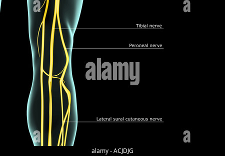 The nerve supply of the knee Stock Photo