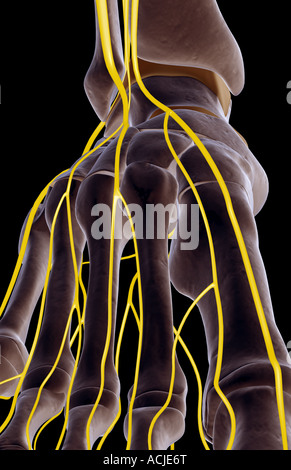 The nerves of the foot Stock Photo - Alamy