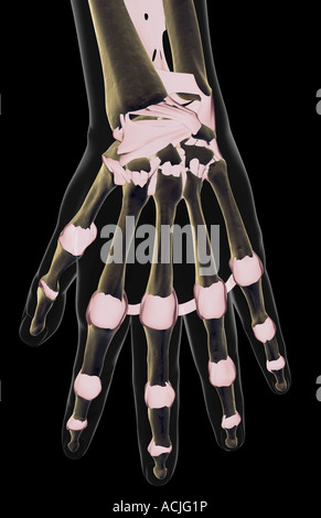 The ligaments of the hand Stock Photo