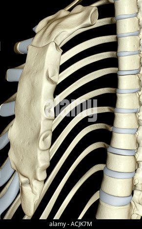 Human Skeleton Xiphoid Process Anatomy 3d Illustration Stock Photo - Alamy