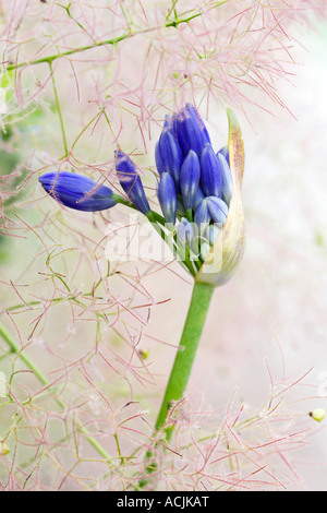 Agapanthus flower buds opening in a Smoke tree plant Stock Photo