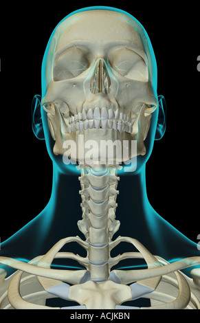 The bones of the head neck and face Stock Photo