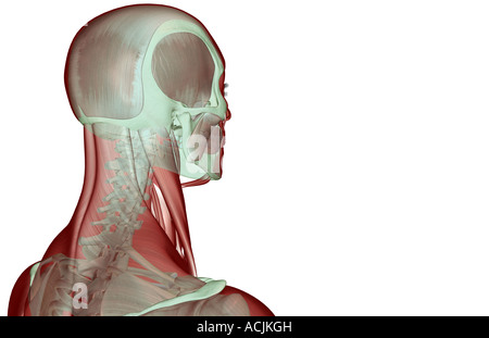 The musculoskeleton of the head and neck Stock Photo